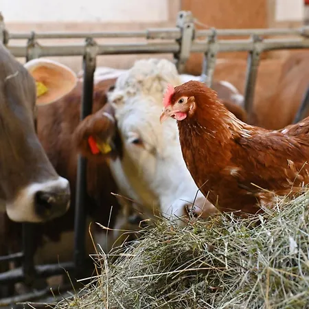 شقة Berghof Burtscher