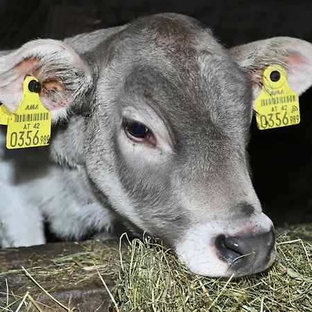 Berghof Burtscher Διαμέρισμα