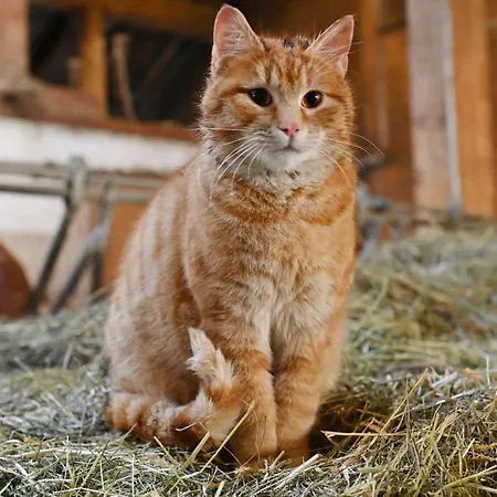 شقة Berghof Burtscher *