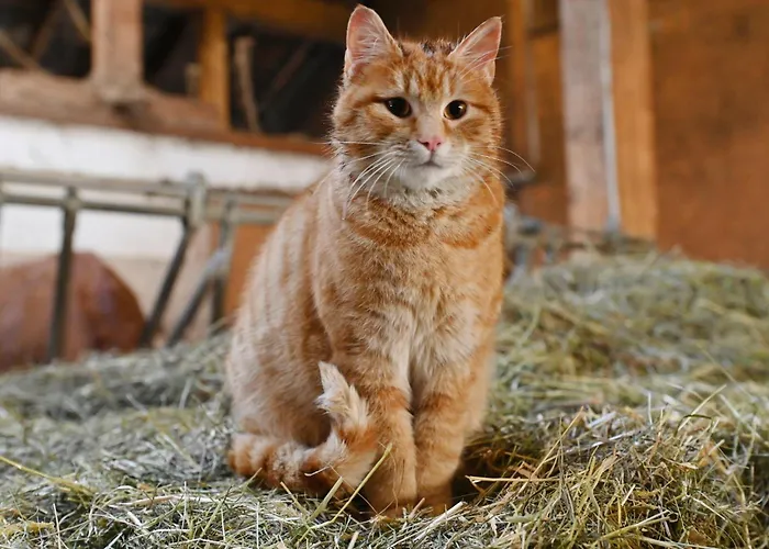 Apartment Berghof Burtscher *
